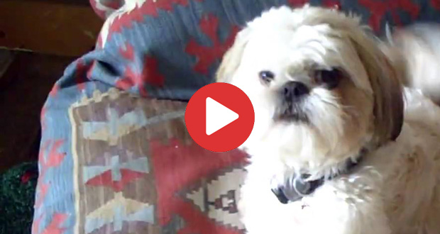 dog hates farts