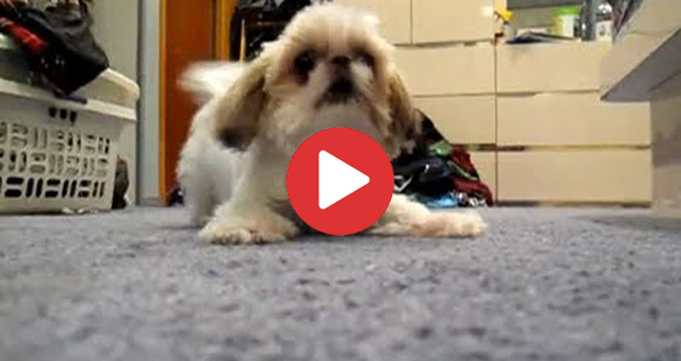 shih tzu attacks