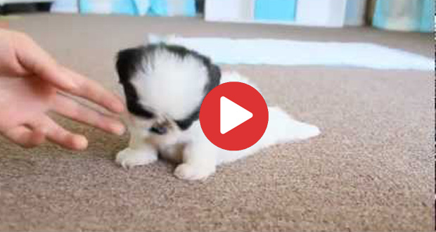 Tea Cup Shih Tzu
