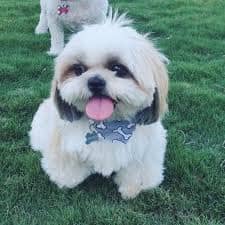 @harveytzu (1)