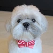 @pawsofsimba (1)