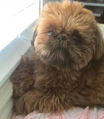 @potatotheshihtzu (1)