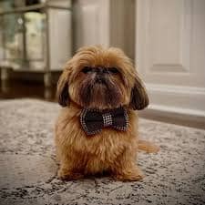 @tchewey.the.shihtzu (1)