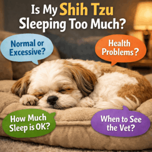 Is My Shih Tzu Sleeping Too Much (1)