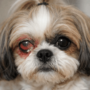 Eye problems (1)