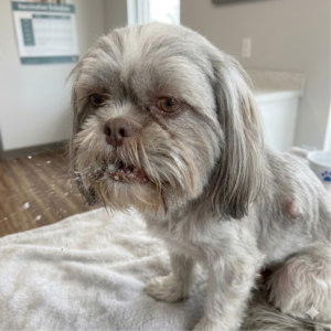 Shih Tzu Sneezing and coughing