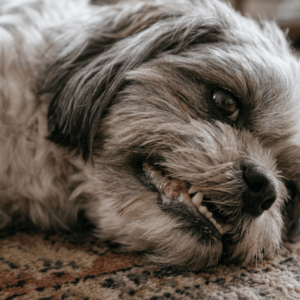 Sores that are not healing (1)