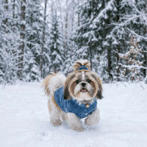Shih Tzu and Winter (1)