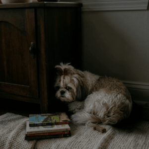 Finding a dark corner to hide - signs of Shih Tzu depression (1)