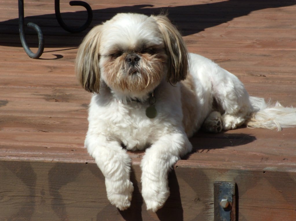 shihtzu-lion-cut